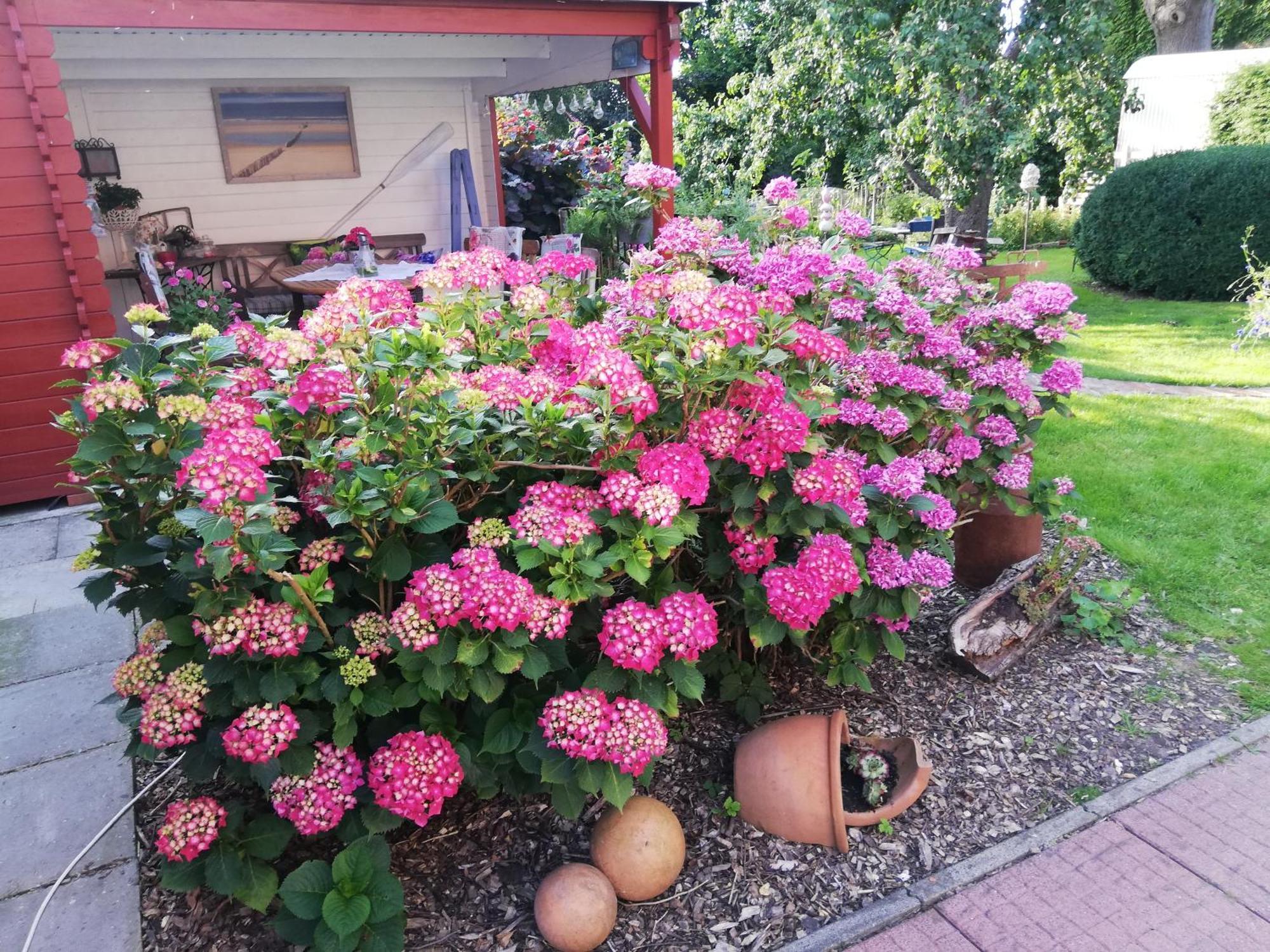 Alte Pastorei Hinte Exteriör bild